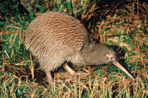 Kiwi vogel Nieuw Zeeland